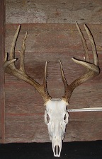 Whitetail Buck Mount