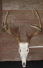 Whitetail Buck Mount