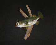 Large Mouth Bass Mount