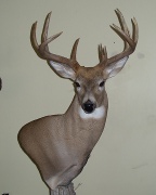 Whitetail Buck Mount