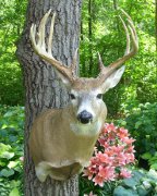 Antler Mount