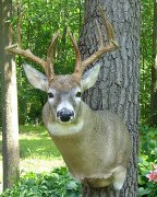 Whitetail Buck Mount