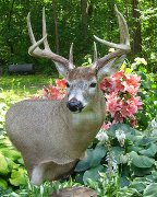 Antler Mount