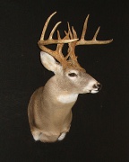 Antler Mount