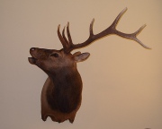 Whitetail Buck Mount