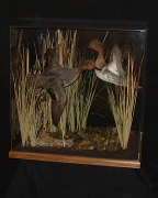 Drake Mallard Mount