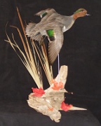 American Widgeon Mount