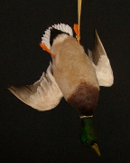 Snow Goose Mount