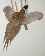 Pheasant Mount