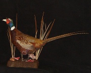 Pheasant Mount