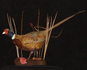 Pheasant Mount