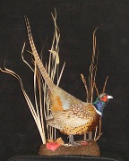 Pheasant Mount