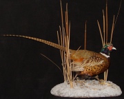 Pheasant Mount