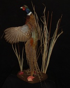 Pheasant Mount