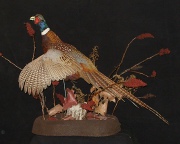 Pheasant Mount