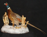 Pheasant Mount