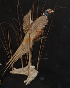 Pheasant Mount