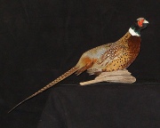 Pheasant Mount