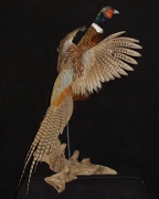 Pheasant Mount