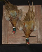 Pheasant Mount