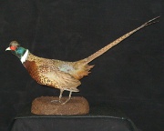 Pheasant Mount