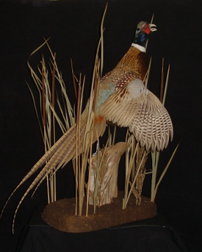 Pheasant Mount