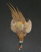 Pheasant Mount