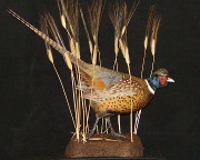 Pheasant Mount