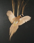 Pheasant Mount