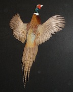 Pheasant Mount