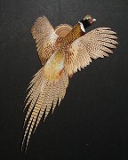 Pheasant Mount