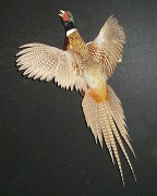 Pheasant Mount