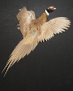 Pheasant Mount