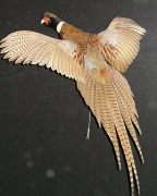 Pheasant Mount