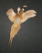 Pheasant Mount