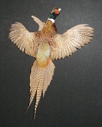 Pheasant Mount