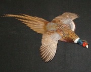 Pheasant Mount