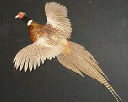 Pheasant Mount