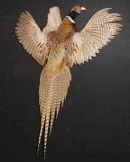 Pheasant Mount