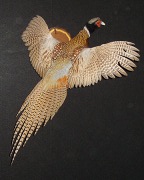 Pheasant Mount