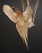 Pheasant Mount