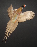 Pheasant Mount