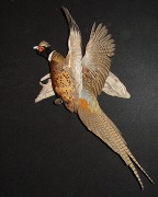 Pheasant Mount