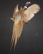 Pheasant Mount