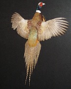 Pheasant Mount