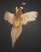 Pheasant Mount