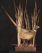 Pheasant Mount