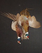 Pheasant Mount