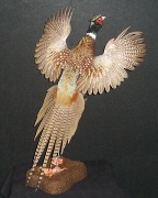 Pheasant Mount