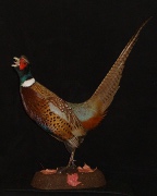 Pheasant Mount